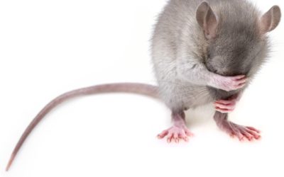 Jak pozbyć się myszy z domu?